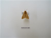 藏品(煙污燈蛾)的圖片